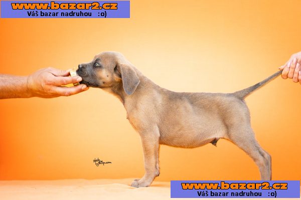 Cane Corso – Krásná štěňata-3, inzerce-cz.cz Cane Corso – Krásná štěňata
