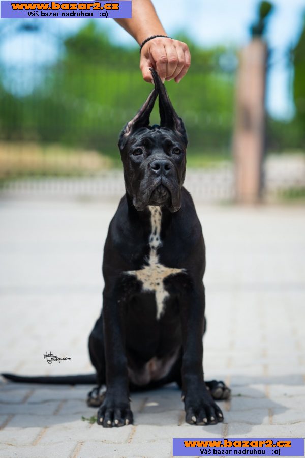 Cane Corso – Krásná štěňata-4, inzerce-cz.cz Cane Corso – Krásná štěňata