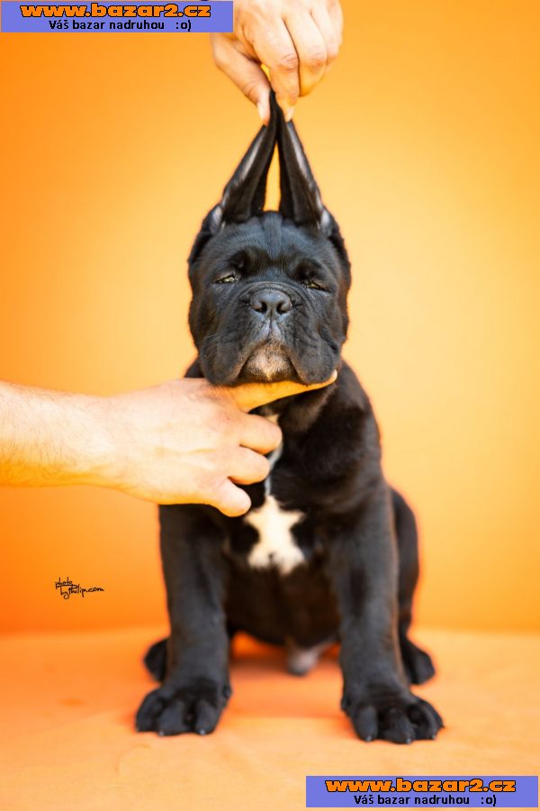 Cane Corso – Krásná štěňata-5, inzerce-cz.cz Cane Corso – Krásná štěňata