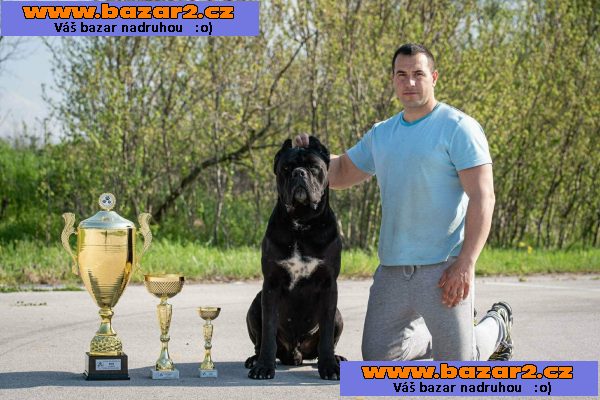 Cane Corso – Krásná štěňata-6, inzerce-cz.cz Cane Corso – Krásná štěňata