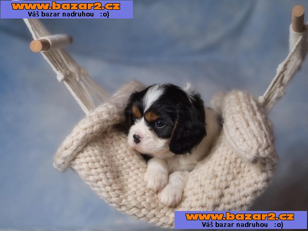 Kavalír King Charles španěl-2, inzerce-cz.cz Kavalír King Charles španěl