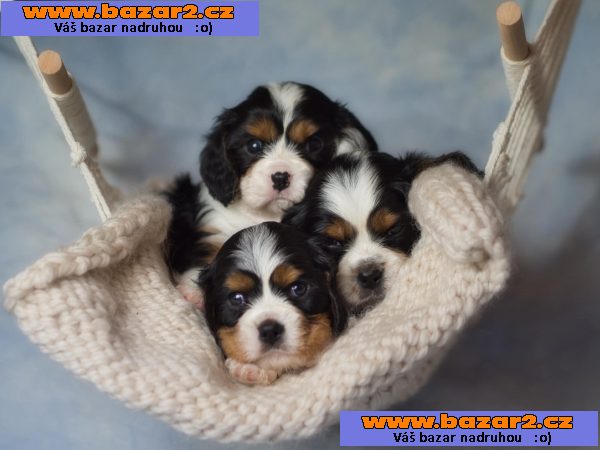 Kavalír King Charles španěl-3, inzerce-cz.cz Kavalír King Charles španěl