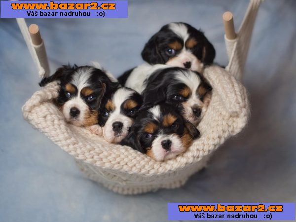 Kavalír King Charles španěl-4, inzerce-cz.cz Kavalír King Charles španěl