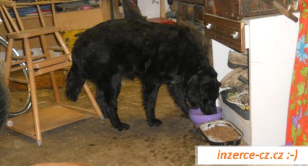 Daruji fenku Flat Coated Retriever