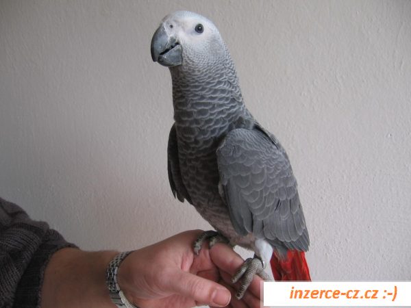 náhled