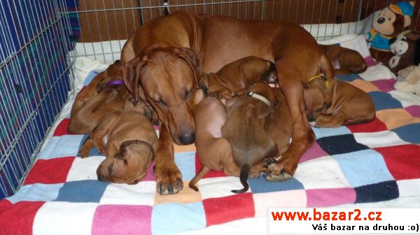 Rhodéský ridgeback - štěňátka s PP