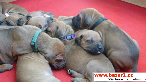 Rhodéský ridgeback - štěňátka s PP