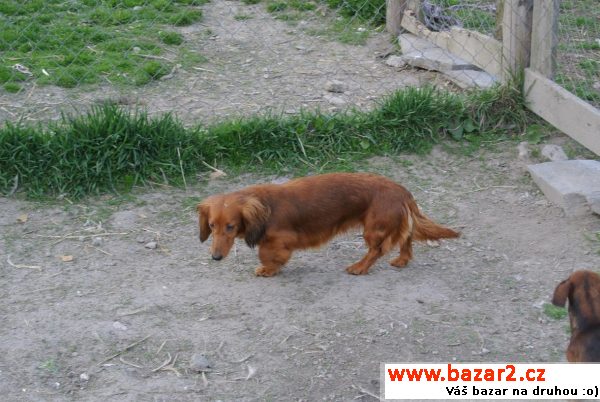 Jezevčík