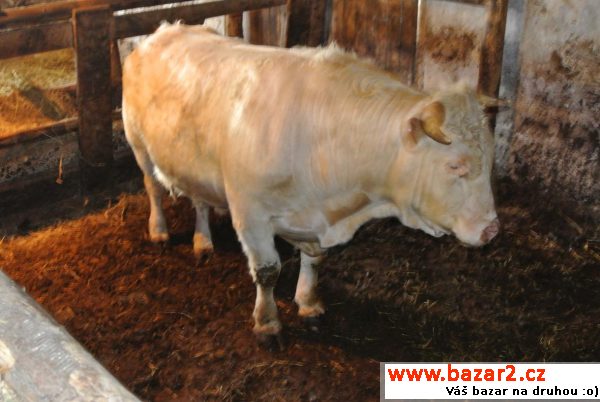 Charolais býk