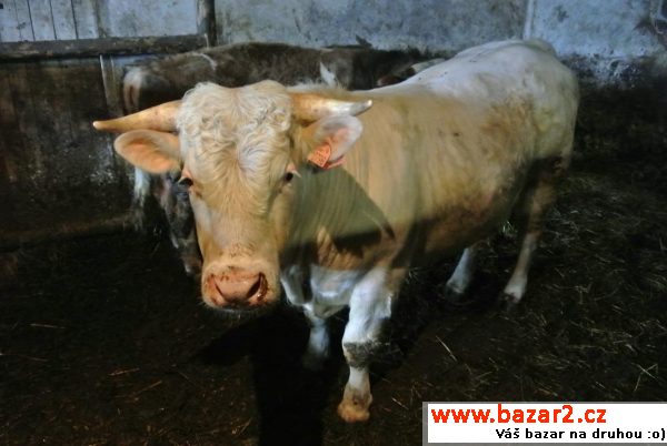Charolais býk