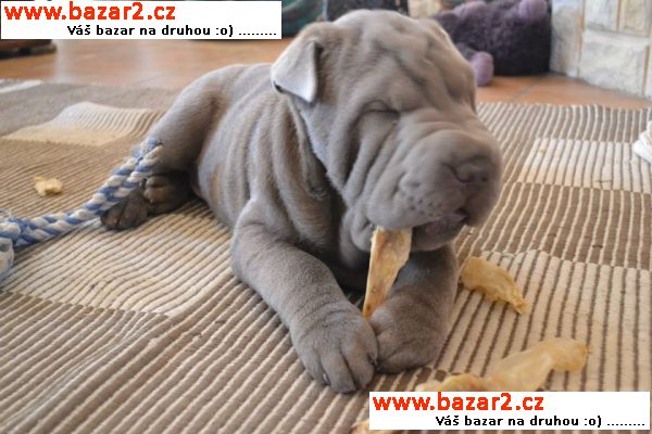 Shar-pei