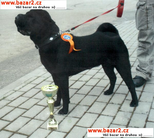 Shar-pei