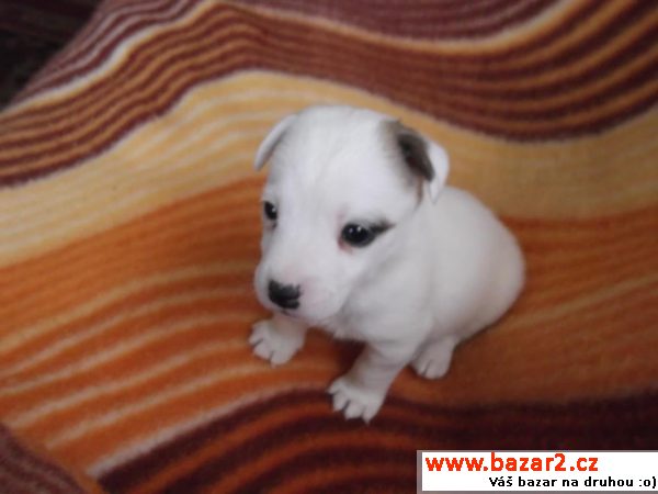Jack russel terier -krásné štěňátko
