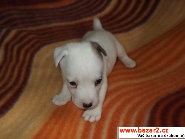 Jack russel terier -krásné štěňátko
