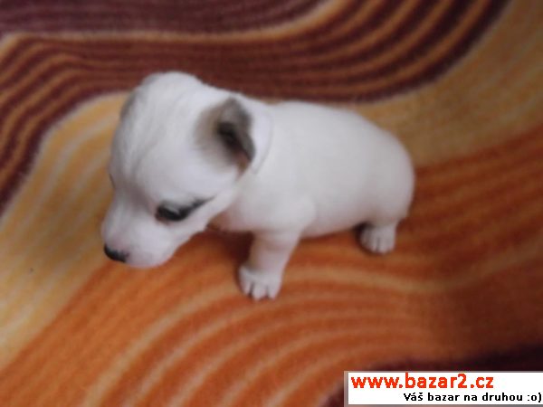 Jack russel terier -krásné štěňátko