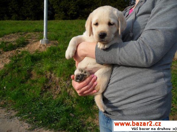 Labrador - žlutá fenka s PP