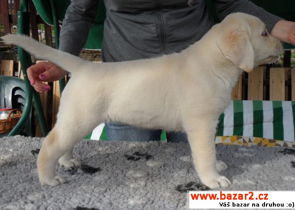 Labrador - žlutá fenka s PP