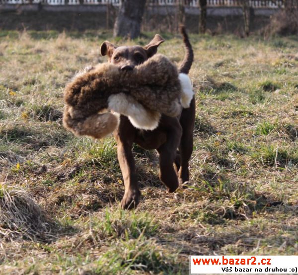 Chesapeake bay retriever  