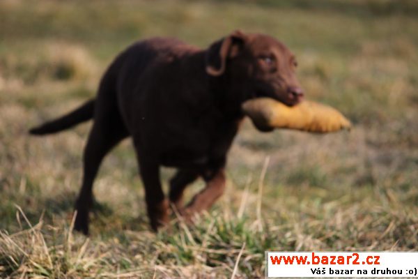 Chesapeake bay retriever  