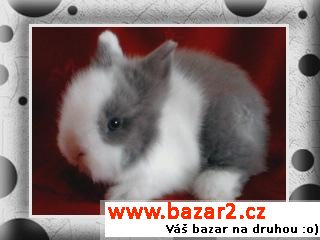 TEDDY MIMI S VP