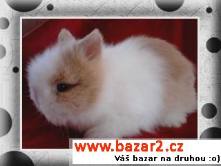 TEDDY MIMI S VP