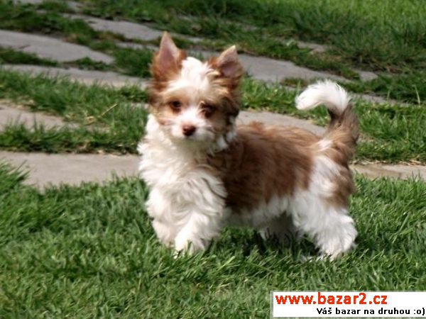 Biro yorkshire terrier s PP