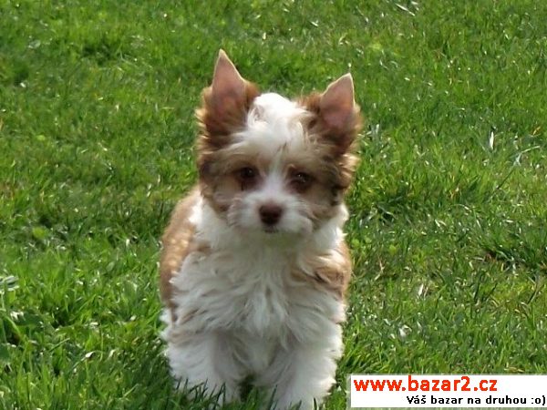 Biro yorkshire terrier s PP