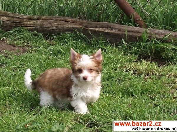 Biro yorkshire terrier s PP