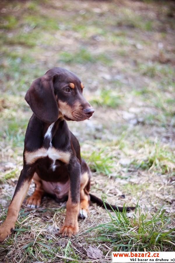  Simon - Super Sweet Milky Chocolat