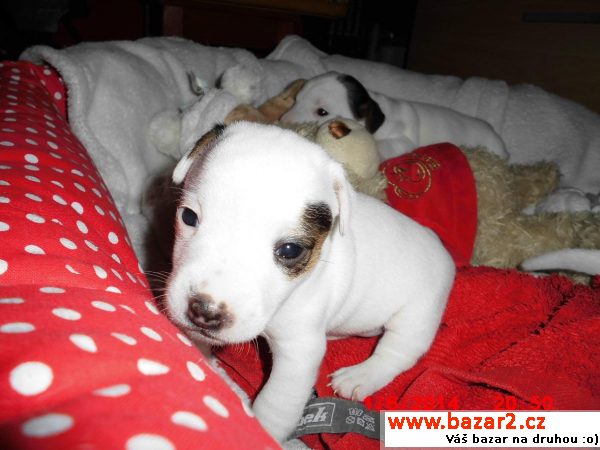 Jack Russel terier štěně