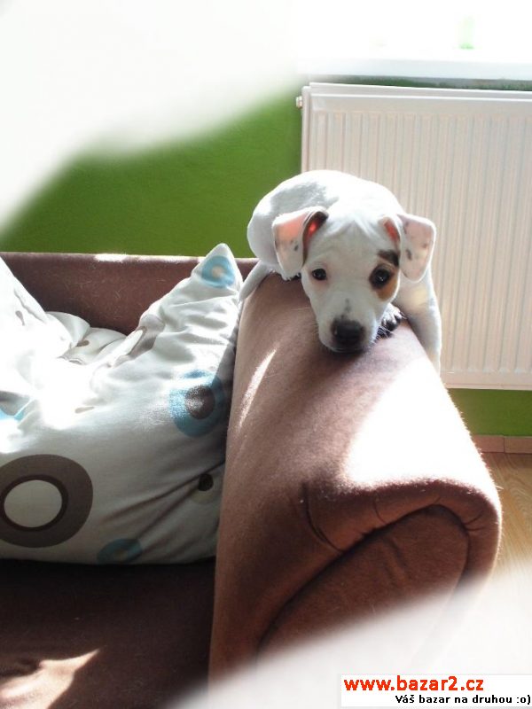 Jack Russel terier štěně
