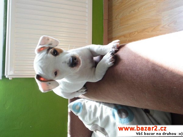 Jack Russel terier štěně