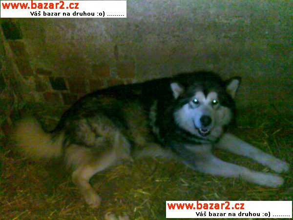 aljašský malamut