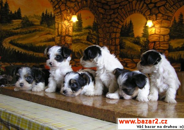 Biewer yorkshire terrier
