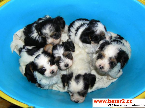 Biewer yorkshire terrier