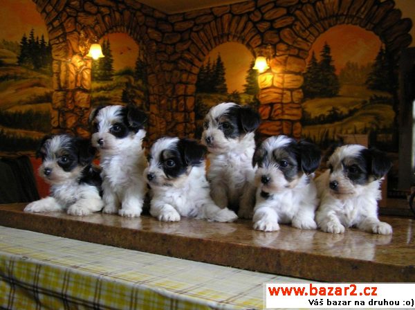 Biewer yorkshire terrier