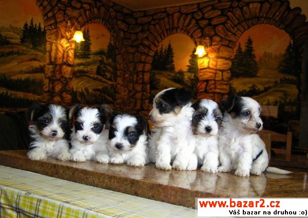 Biewer yorkshire terrier