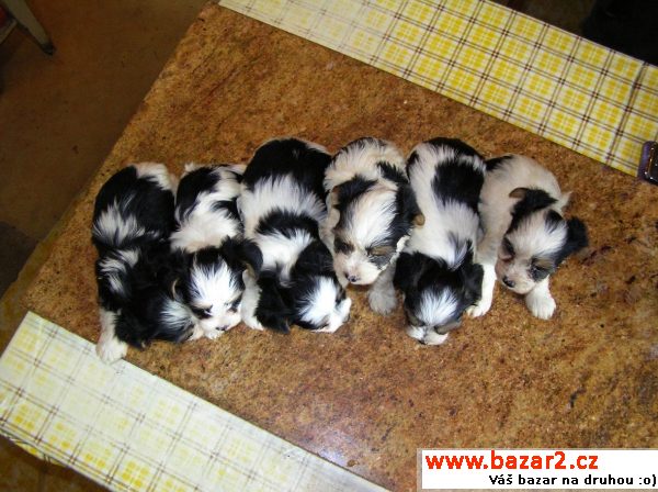 Biewer yorkshire terrier