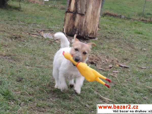 Jack Russell teriér s PP - pejsek