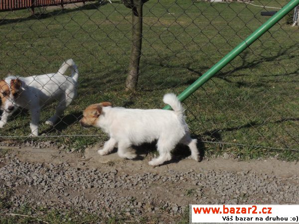 Jack Russell teriér s PP - pejsek