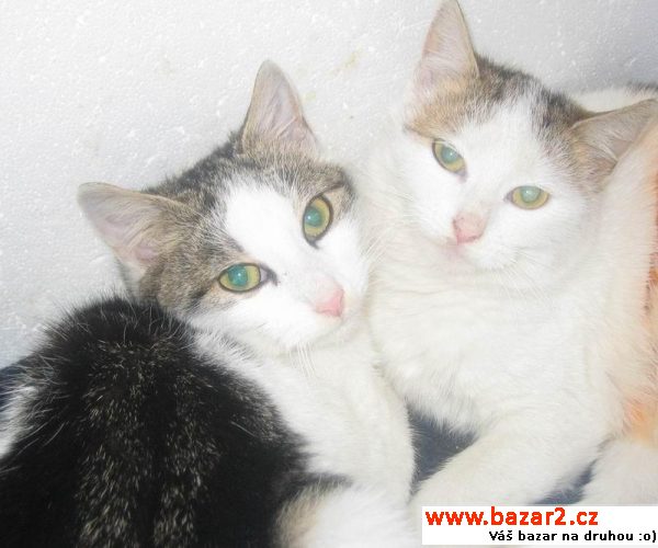 Kočička Babetka (Azyl Kocourkov)
