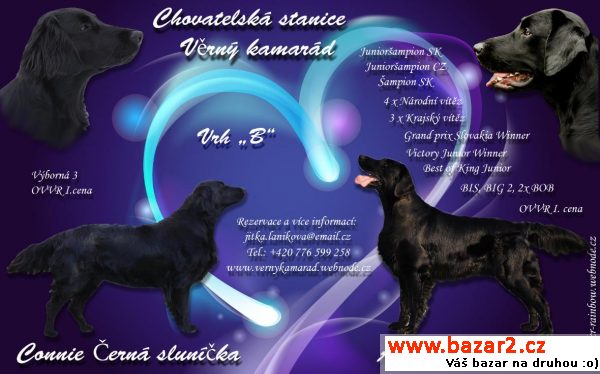 Štěňátka Flat Coated retrievera