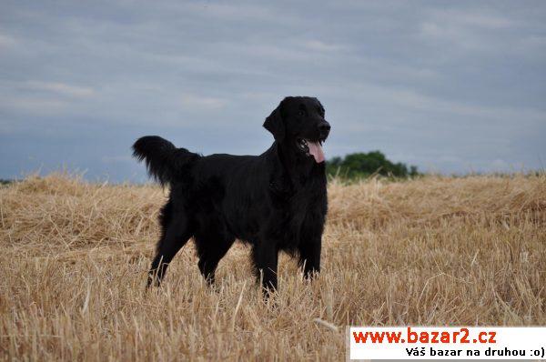 Štěňátka Flat Coated retrievera