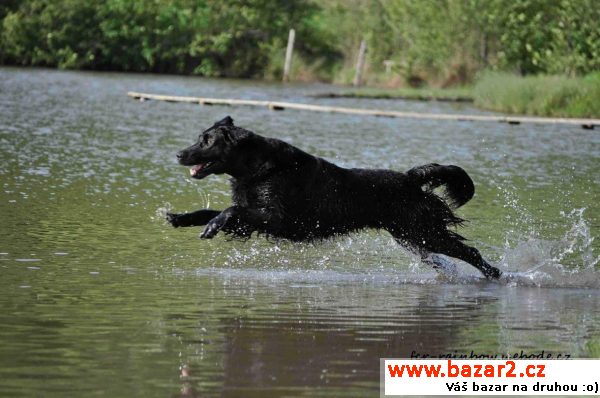 Štěňátka Flat Coated retrievera