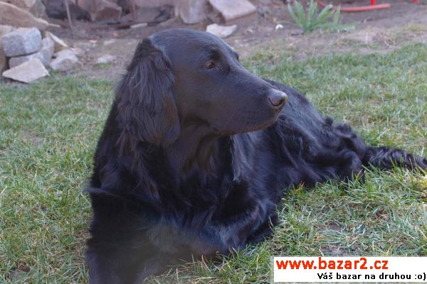 Štěňátka Flat Coated retrievera