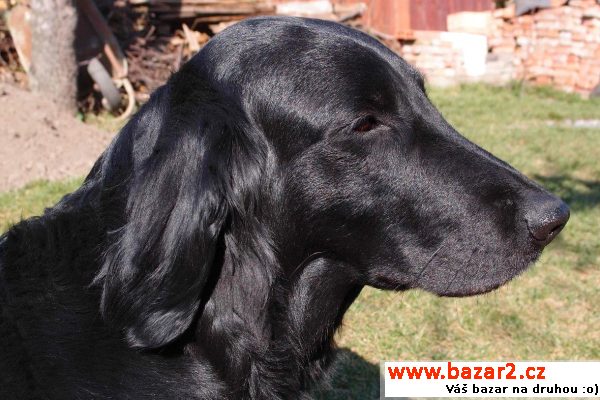 Štěňátka Flat Coated retrievera