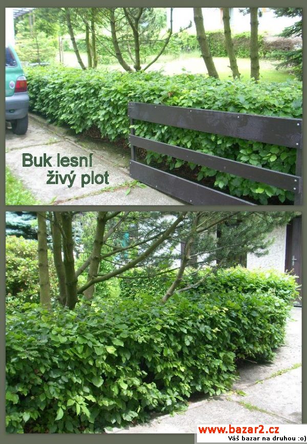 Živý plot - buk červenolistý 