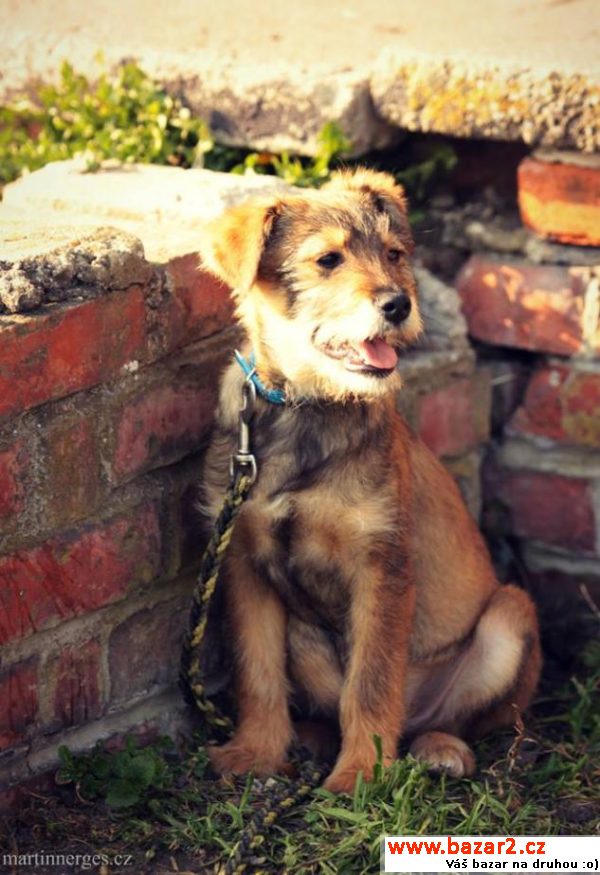 Roztomilá štěňátka k adopci 