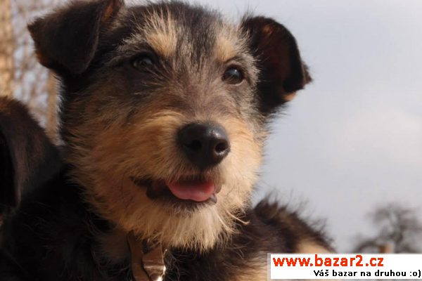 Roztomilá štěňátka k adopci 