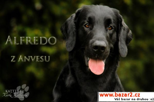 Krytí Flat Coated Retrieverem